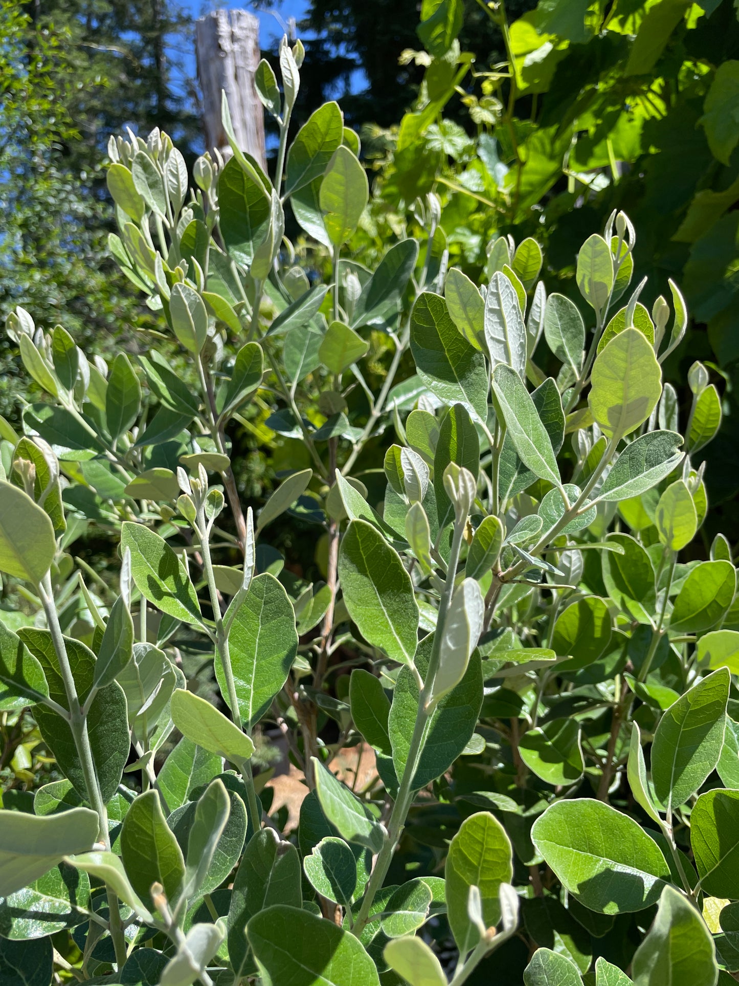 'Anatoki'™ Pineapple Guava (Feijoa)