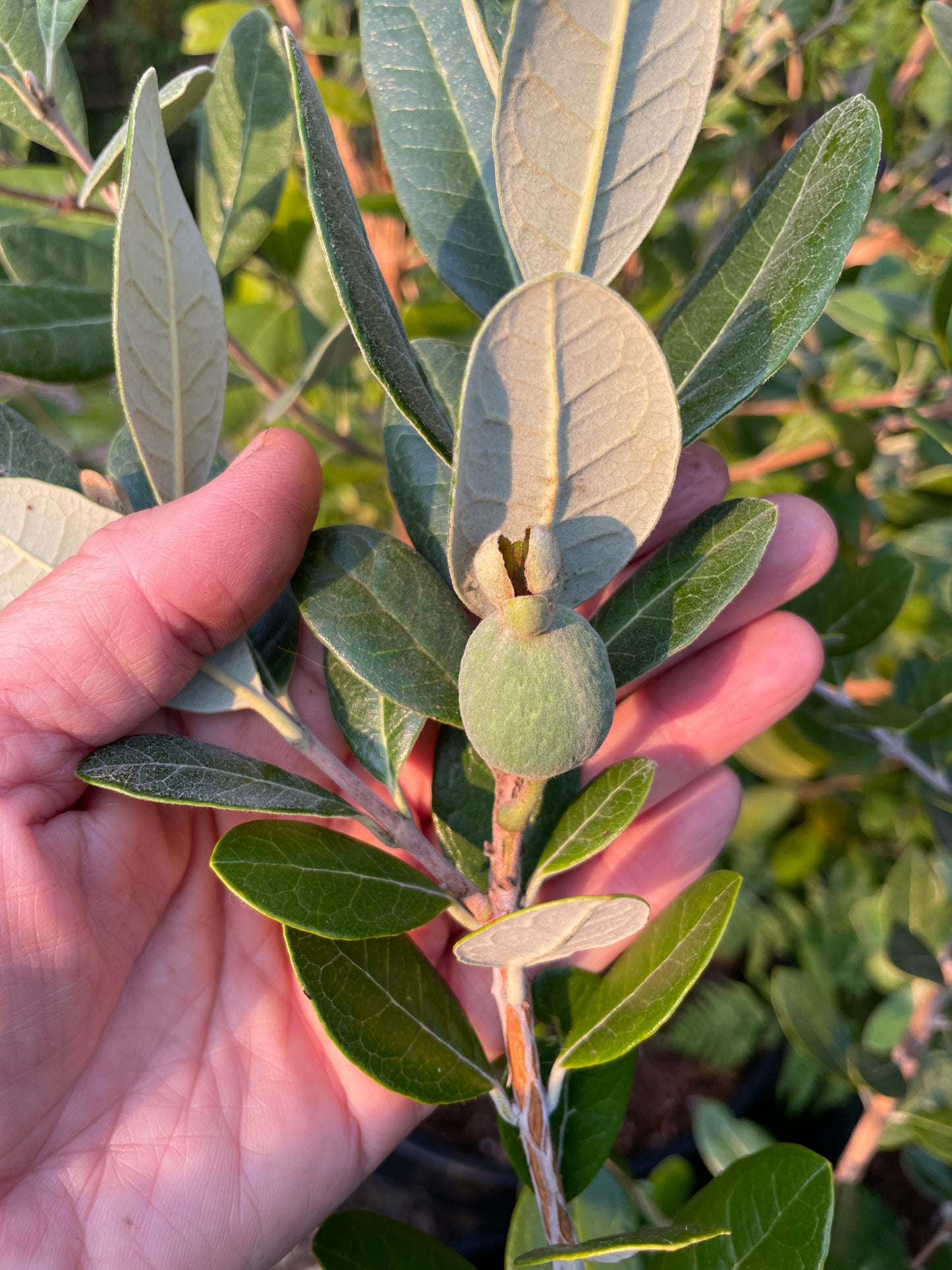'Takaka'™ Pineapple Guava (Feijoa)