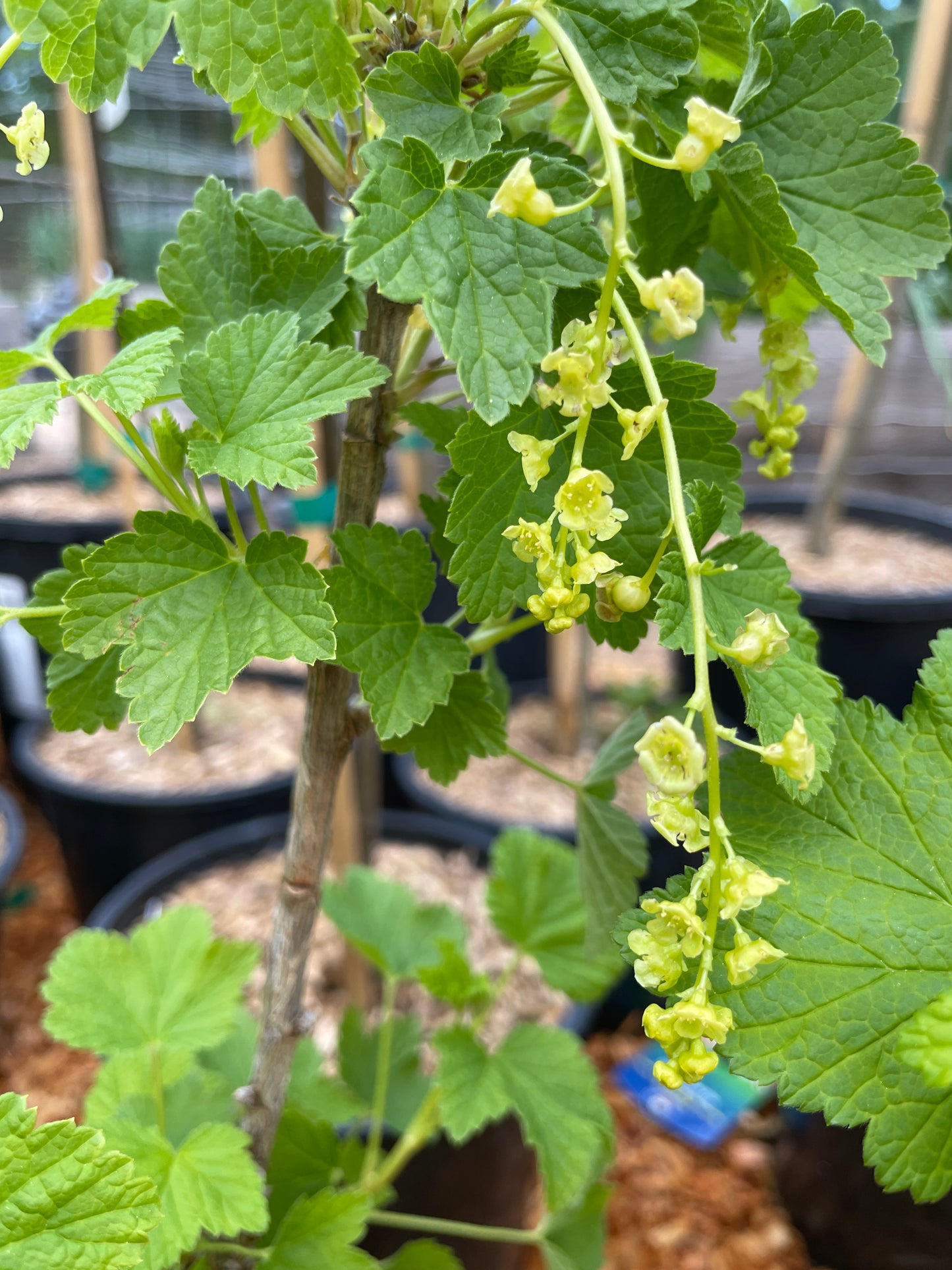 'Pink Champagne' Currant Plants