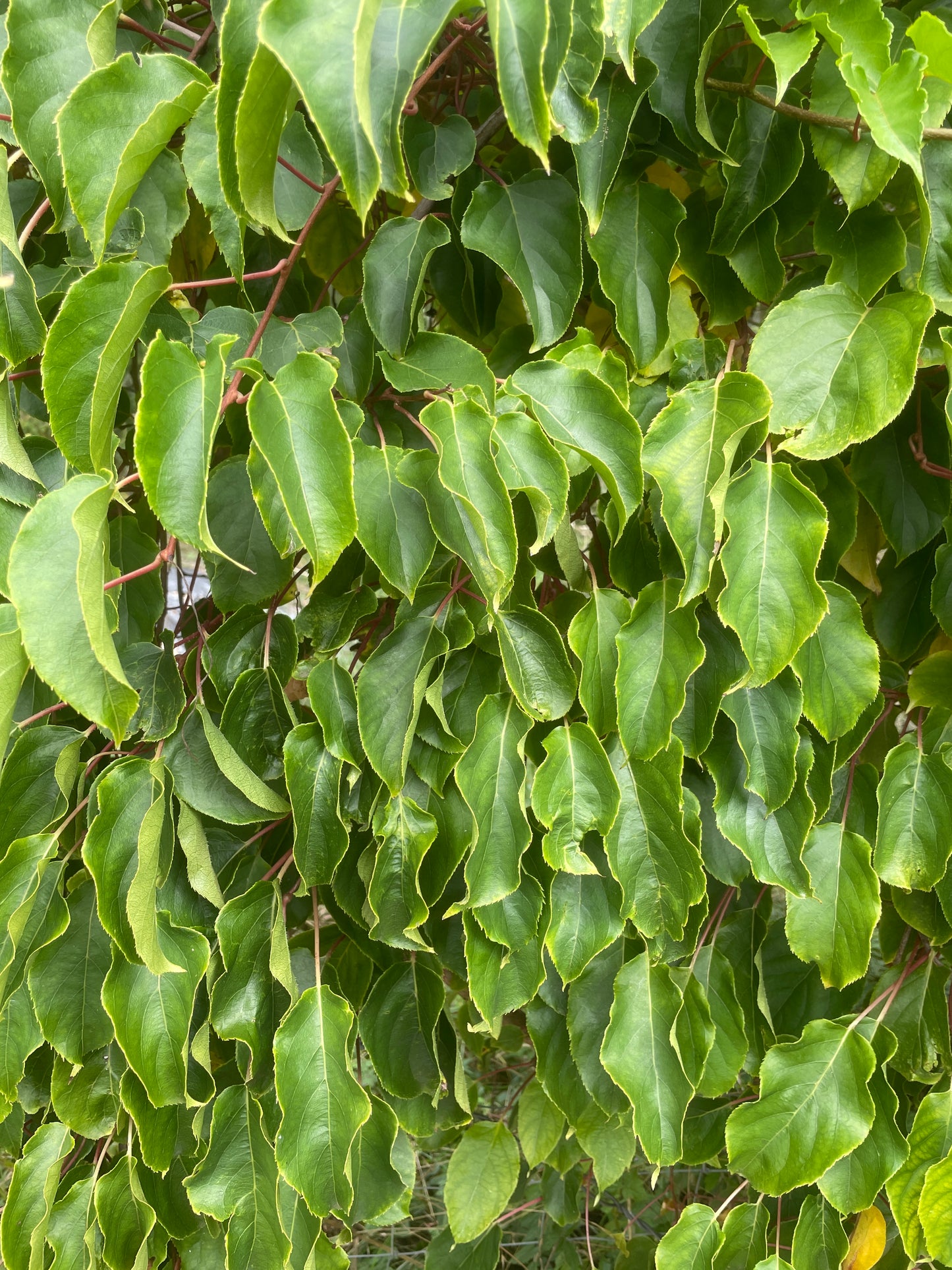 'Issai' Hardy Kiwi Vines