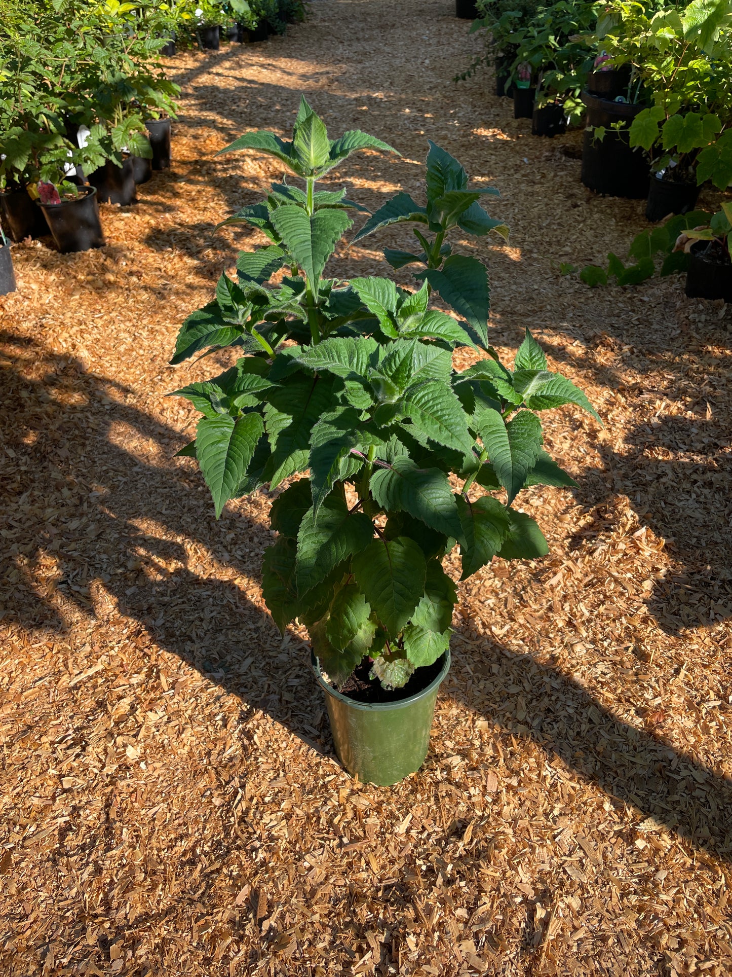 'Fireball' Bee Balm Plants