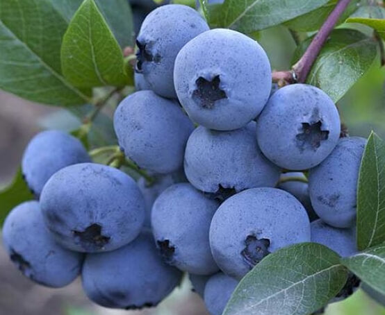 'Duke' Blueberry Plants