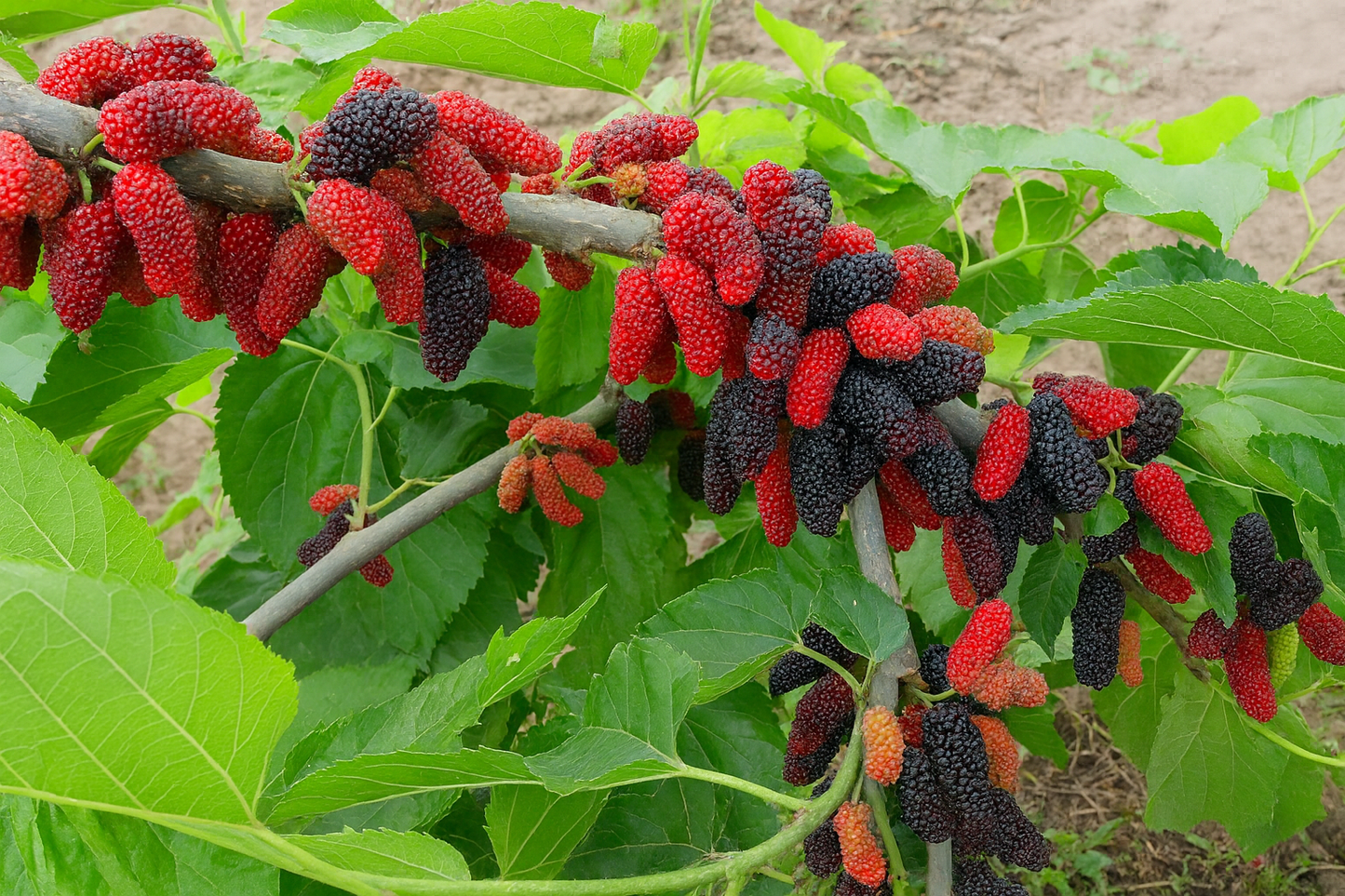 'Dwarf Everbearing' Mulberry