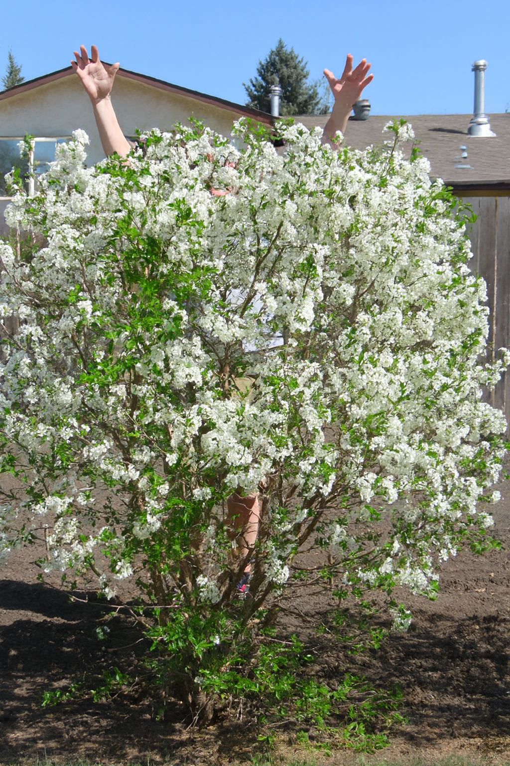 Dwarf Hardy Cherry Shrubs