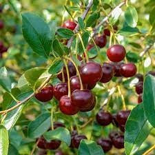 Dwarf Hardy Cherry Shrubs