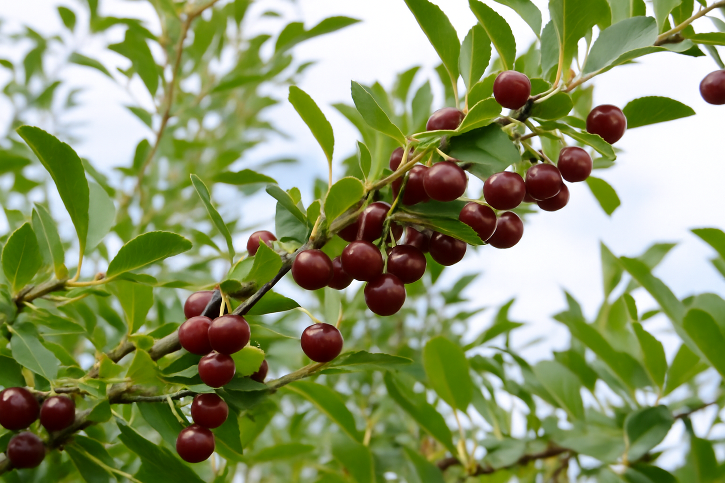 Dwarf Hardy Cherry Shrubs