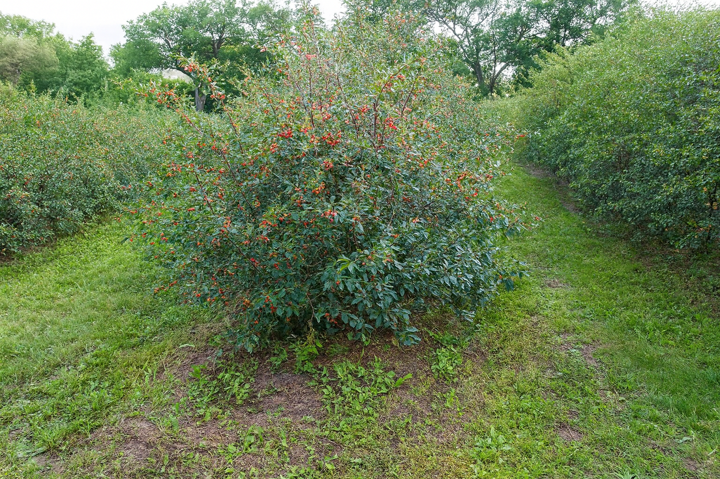 Dwarf Hardy Cherry Shrubs