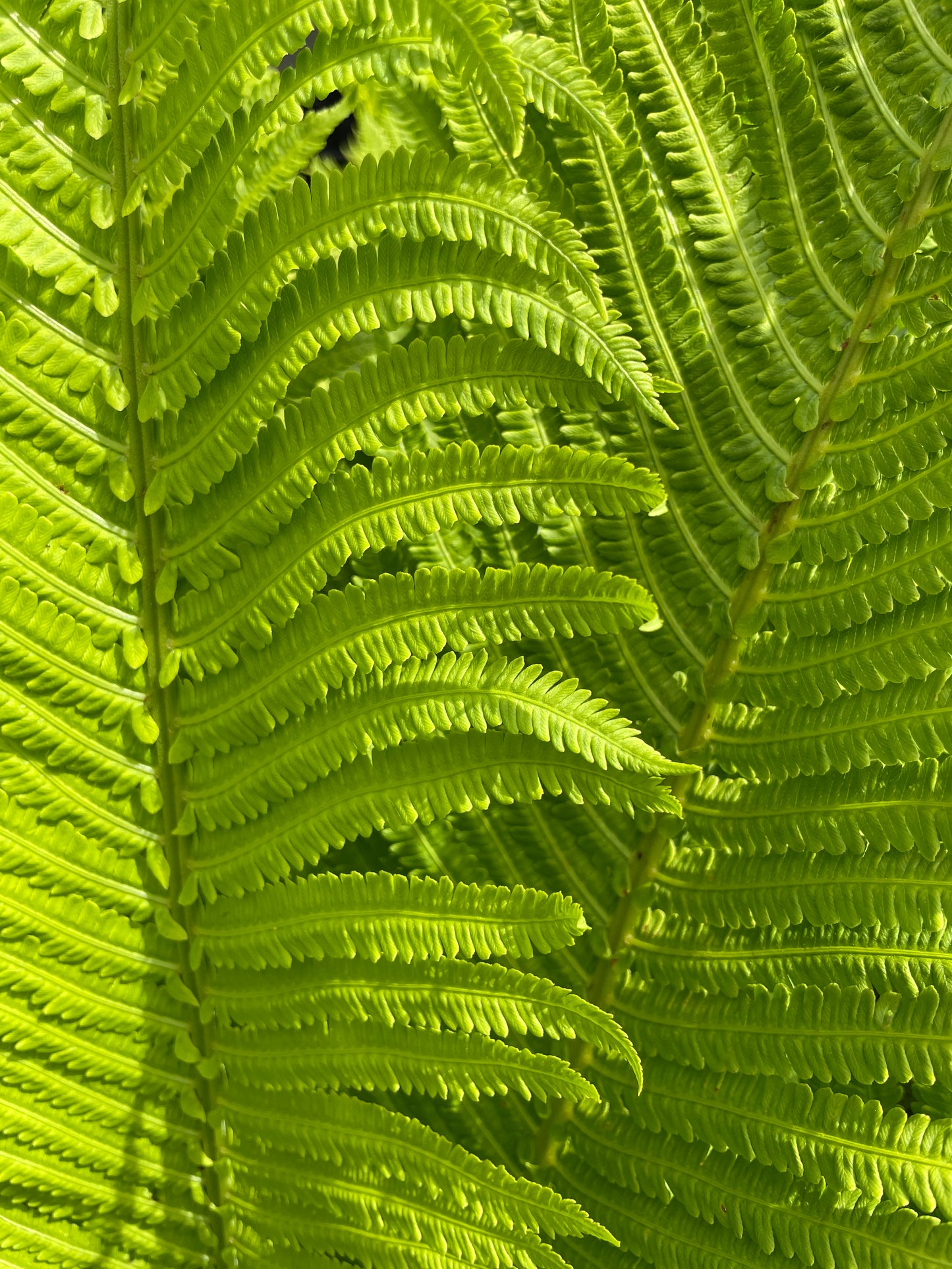 Ostrich Ferns