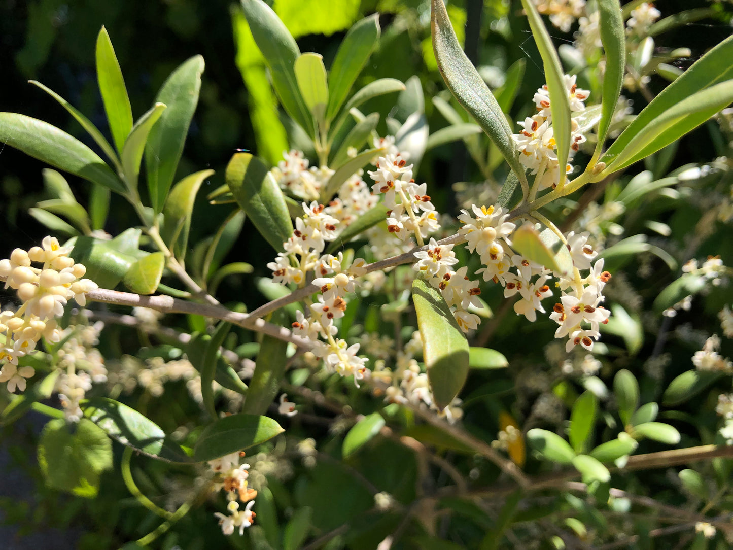 'Arbequina' Olive Trees