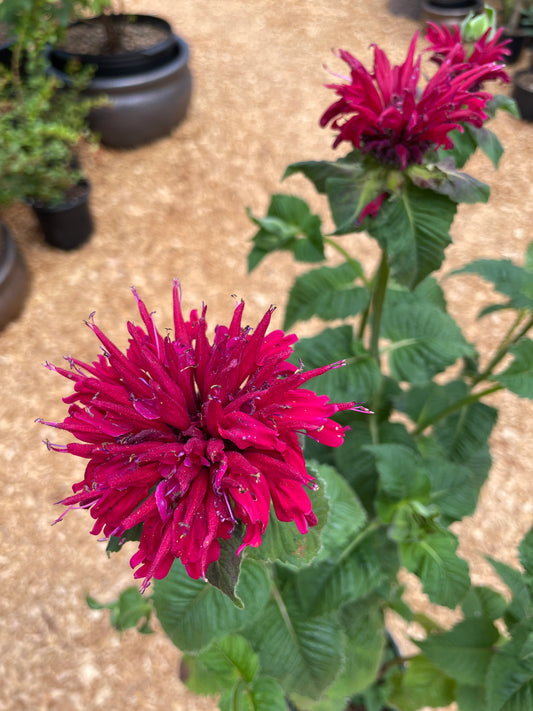 'Fireball' Bee Balm Plants