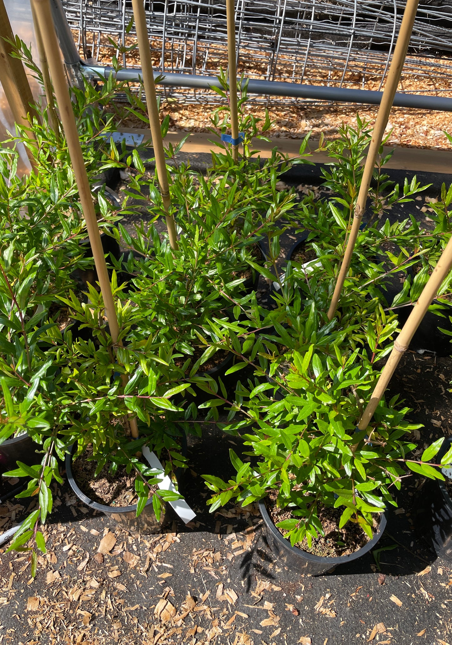 Pomegranate Plants