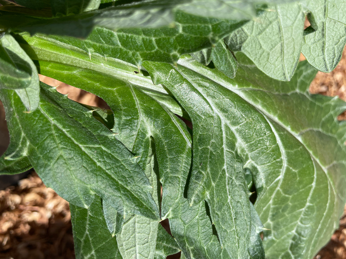 Globe Artichoke Plants