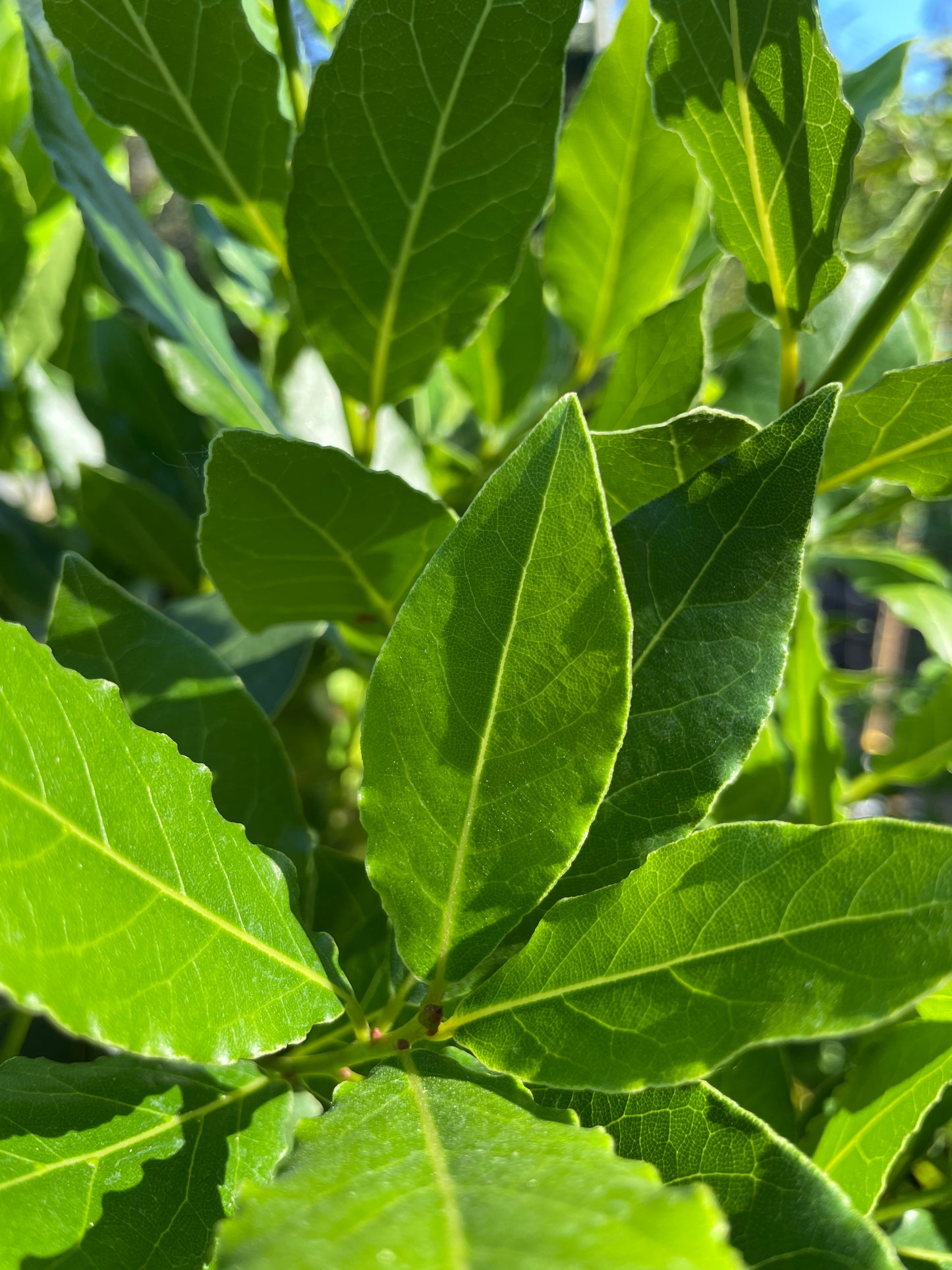 Bay Leaf Trees (Bay Laurel)