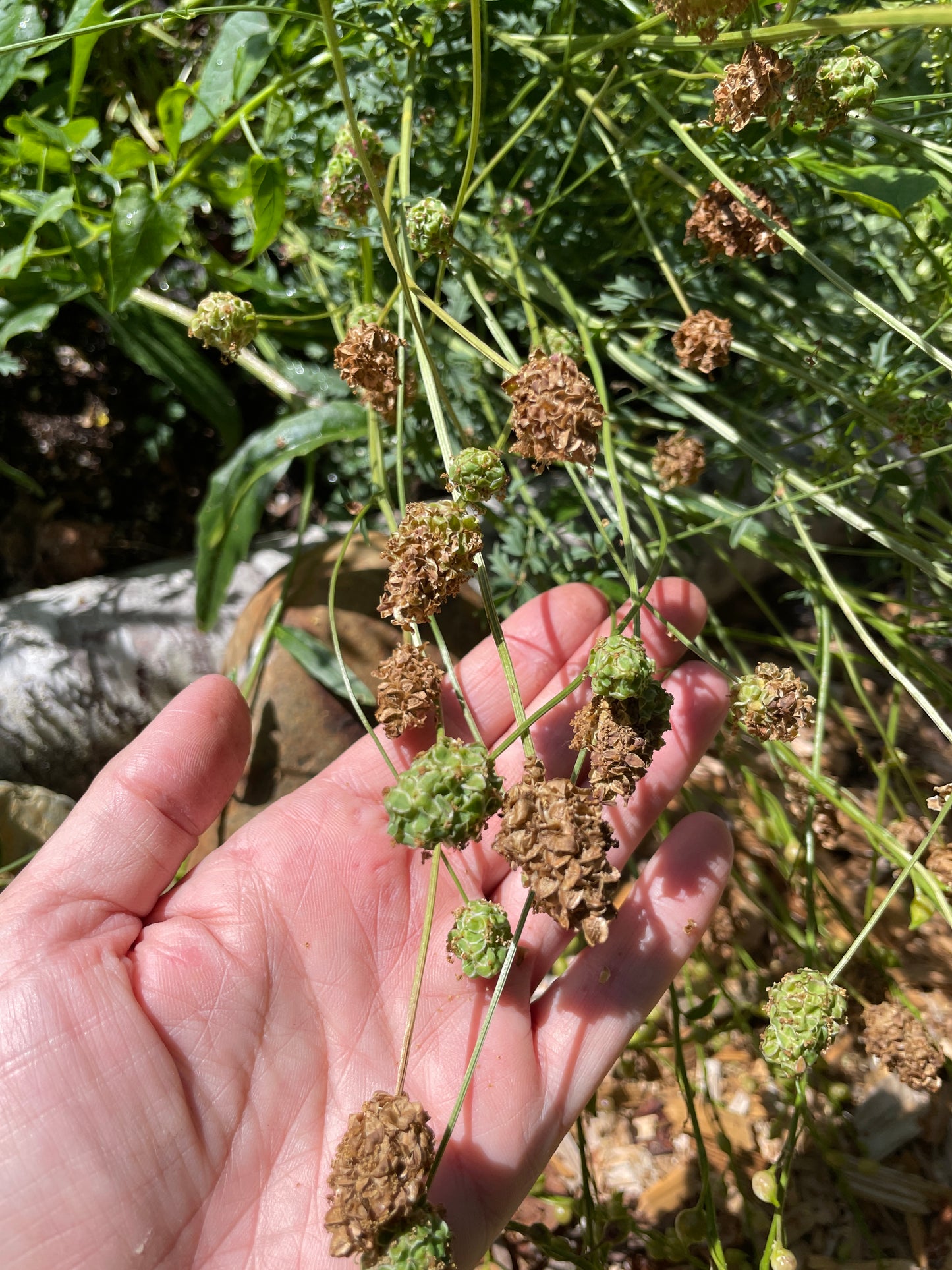 Salad Burnet