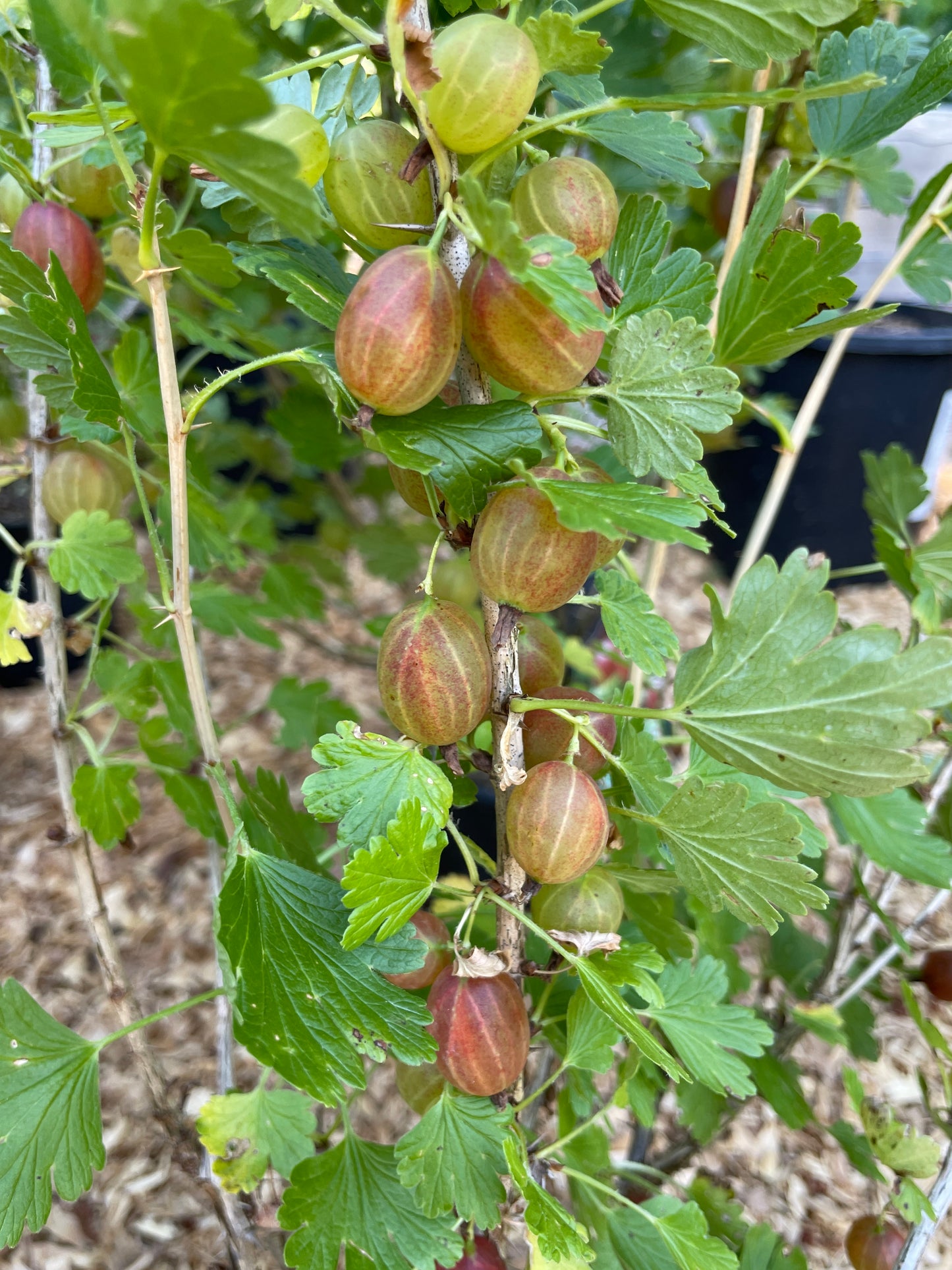 'Hinnomaki Red' Gooseberry Plants