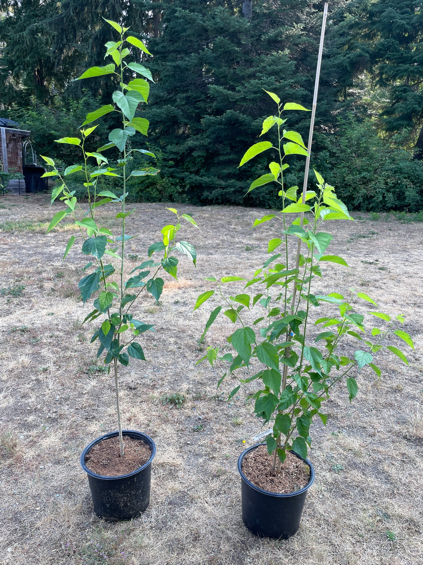 'Dwarf Everbearing' Mulberry Trees