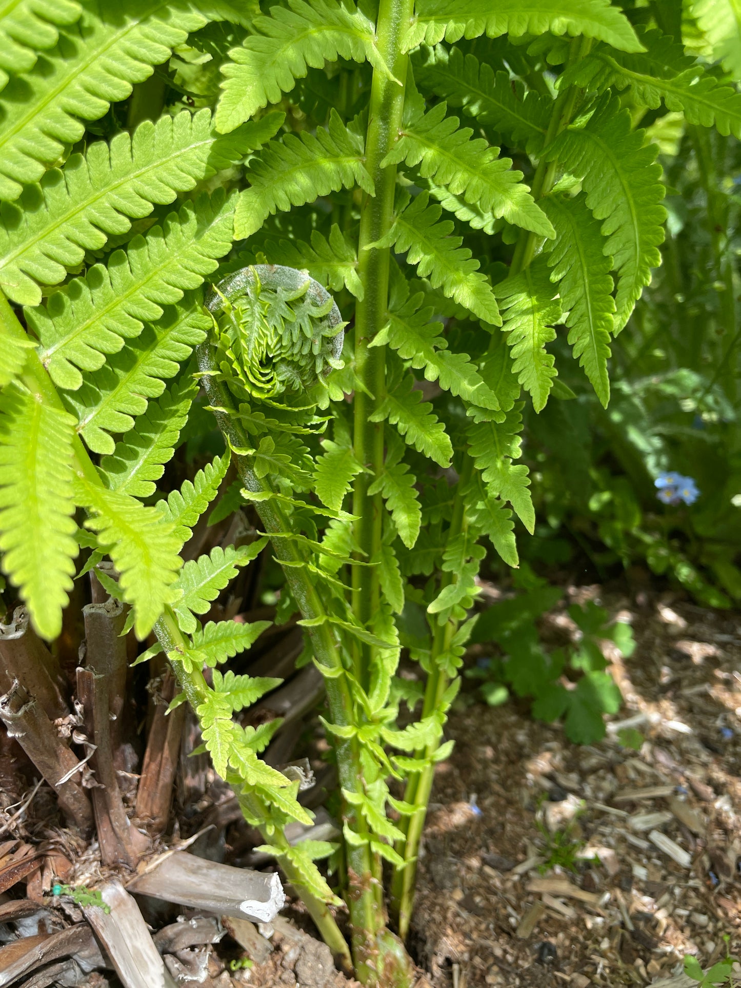 Ostrich Ferns