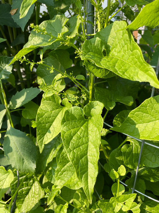 Perennial Climbing Spinach Vines