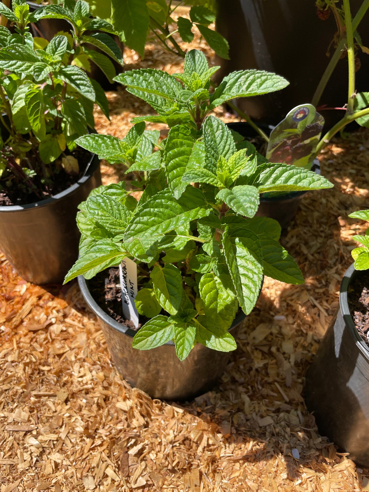 Blackcurrant Mint Plants