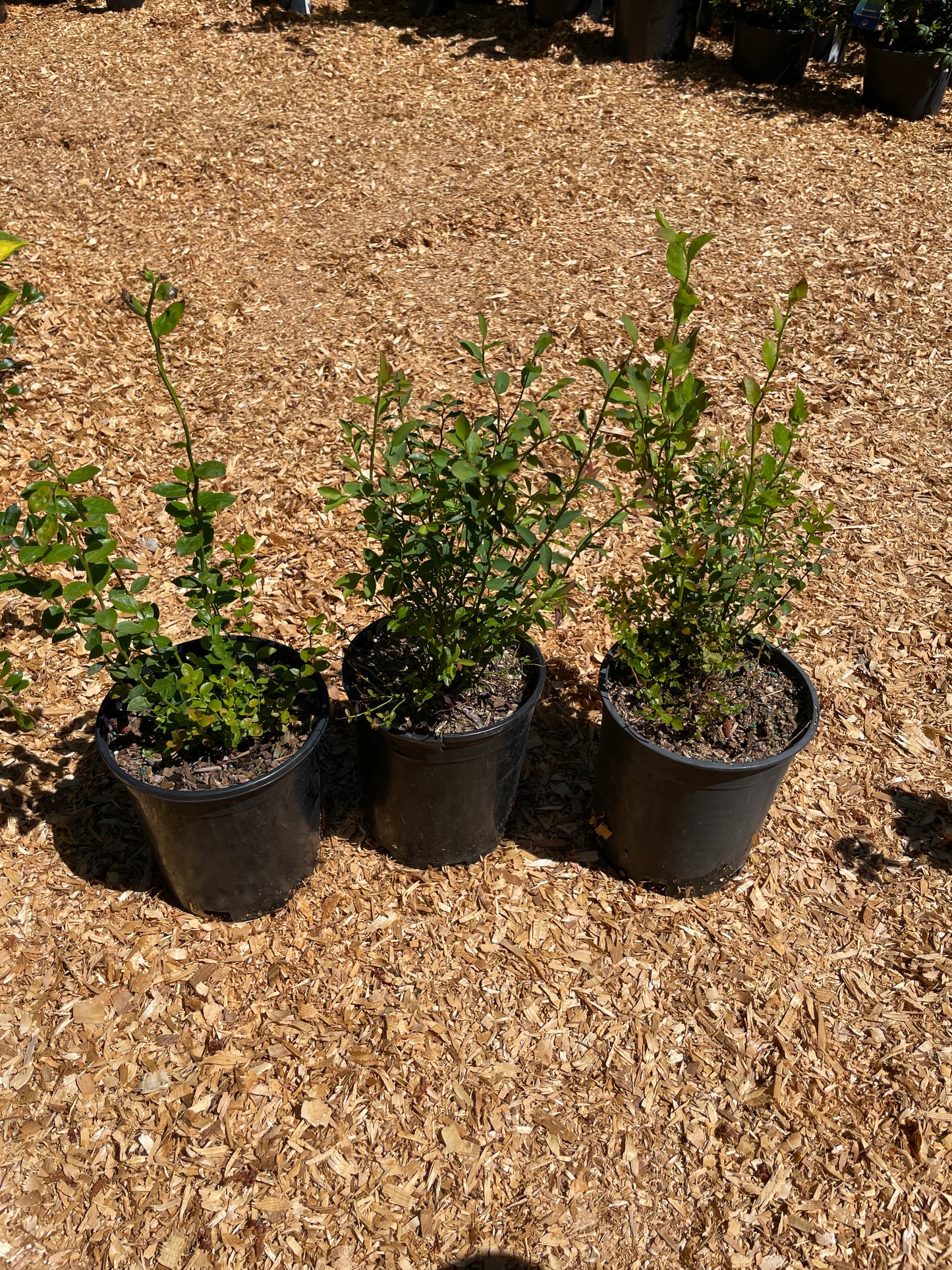 Red Huckleberry Plants