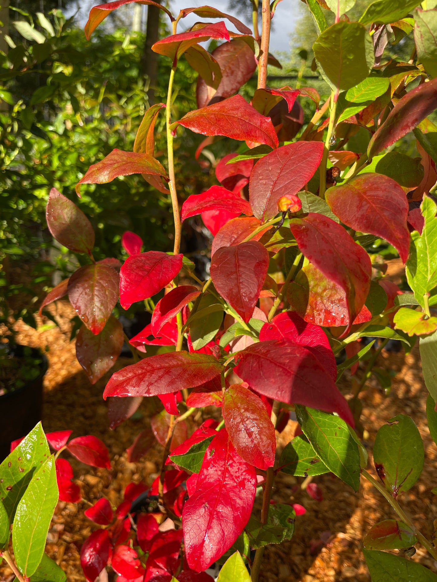 'Bluecrop' Blueberry Plants