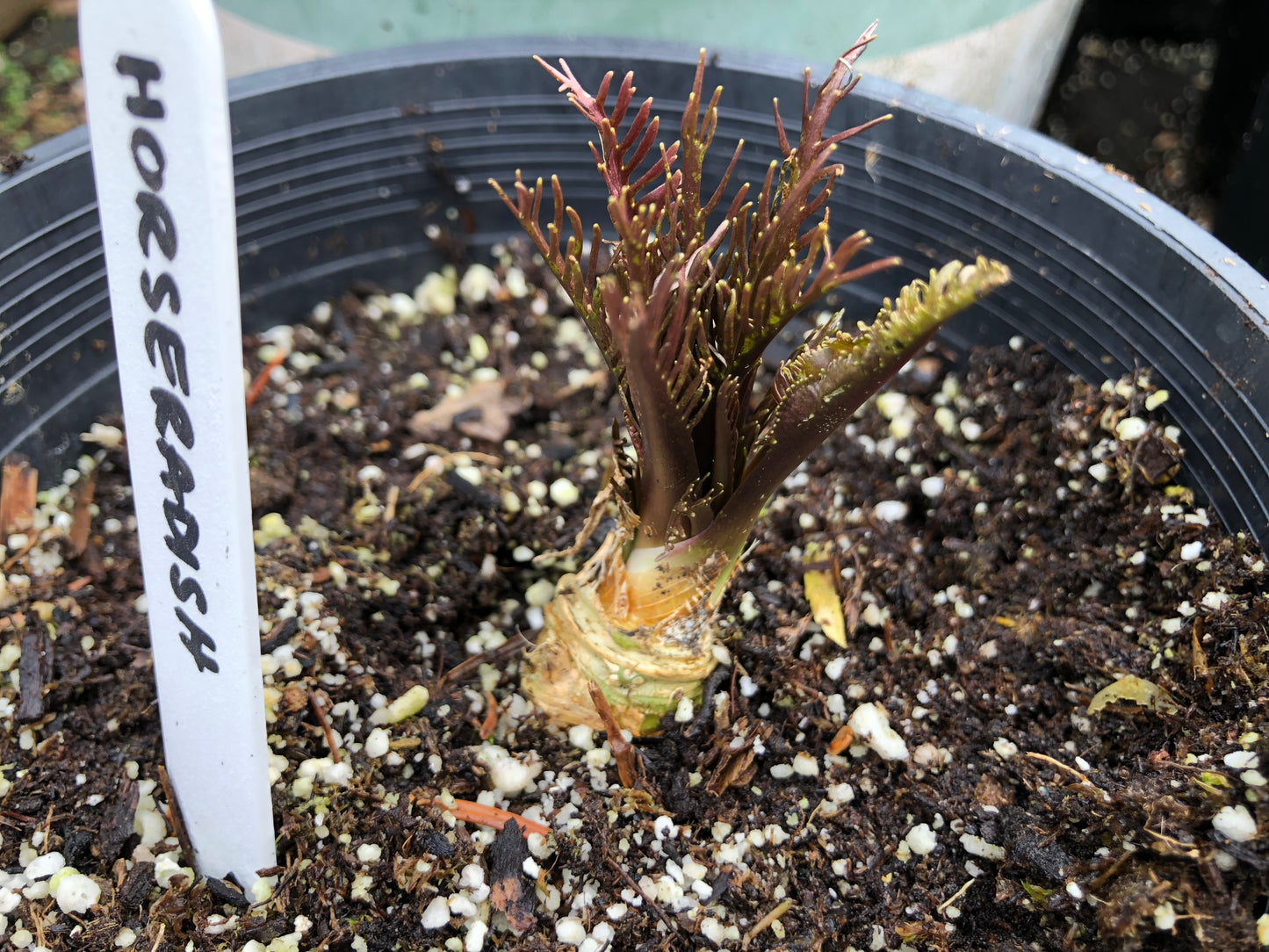 Horseradish Plants