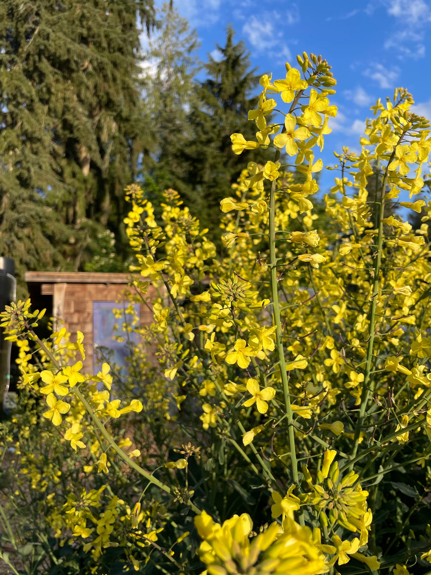 Perennial Kale