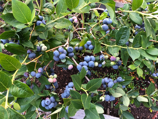 'Duke' Blueberry Plants