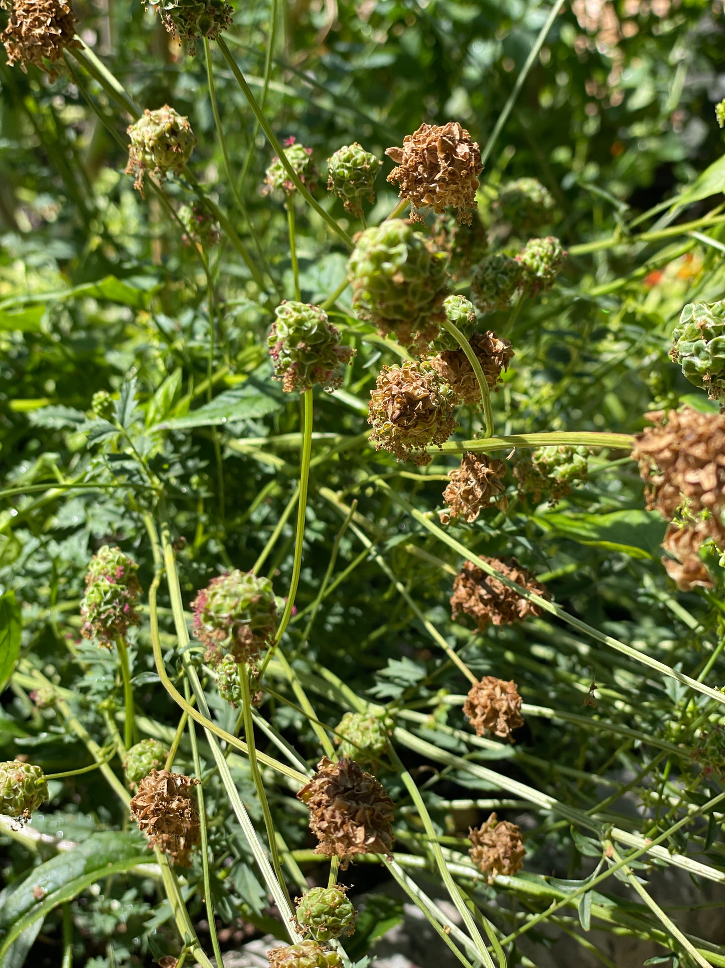 Salad Burnet