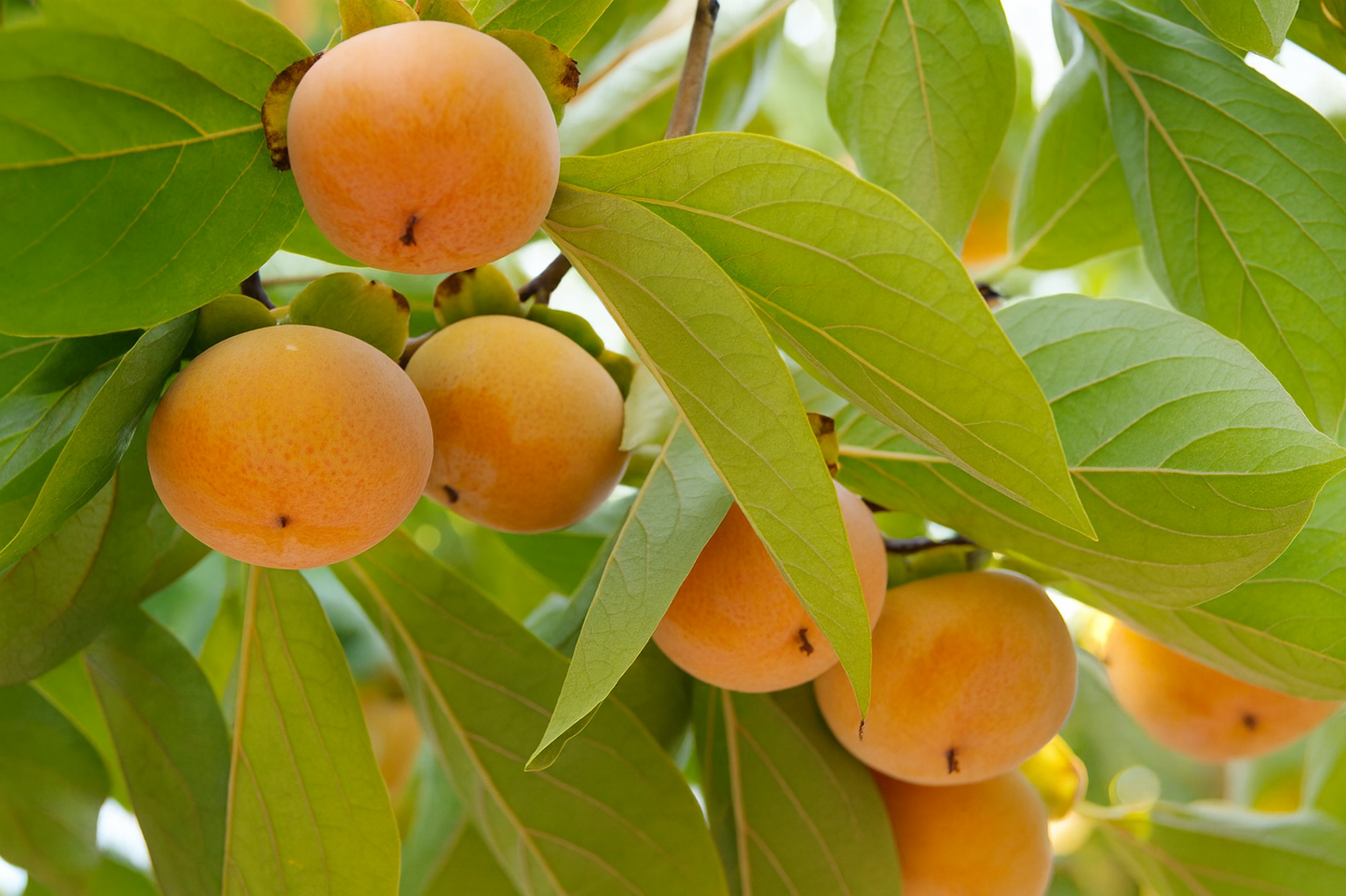 'Early Fuyu' Asian Persimmon