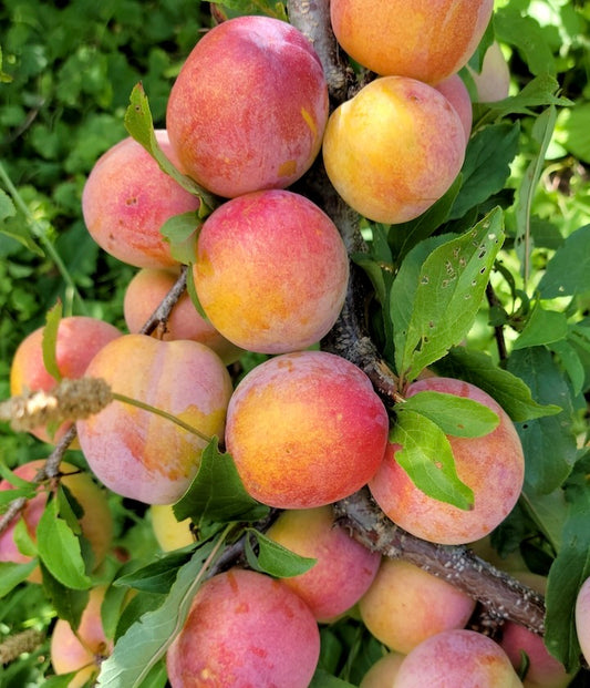 'Early Golden' Japanese Plum Trees