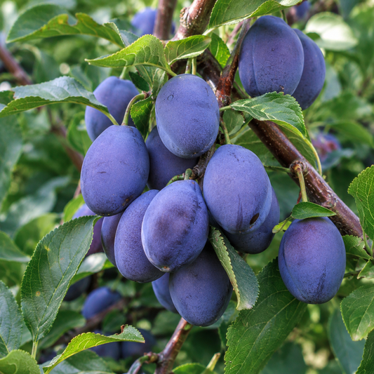 'Early Italian' European Prune Plum