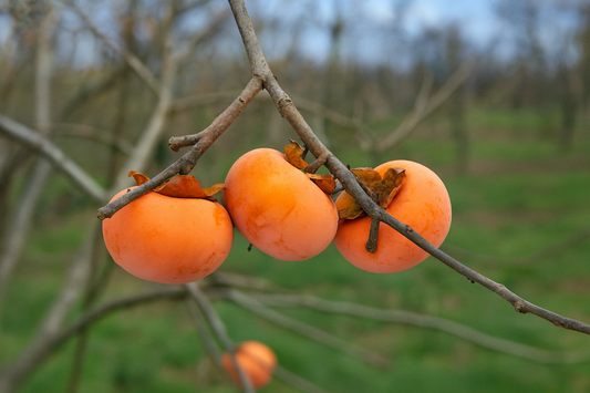 'Early Jiro' Asian Persimmon