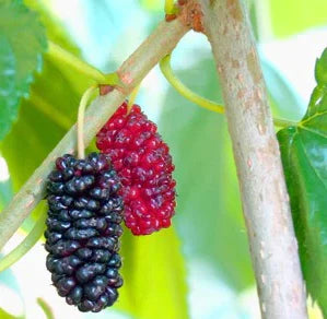 'Early Bird' Mulberry Trees