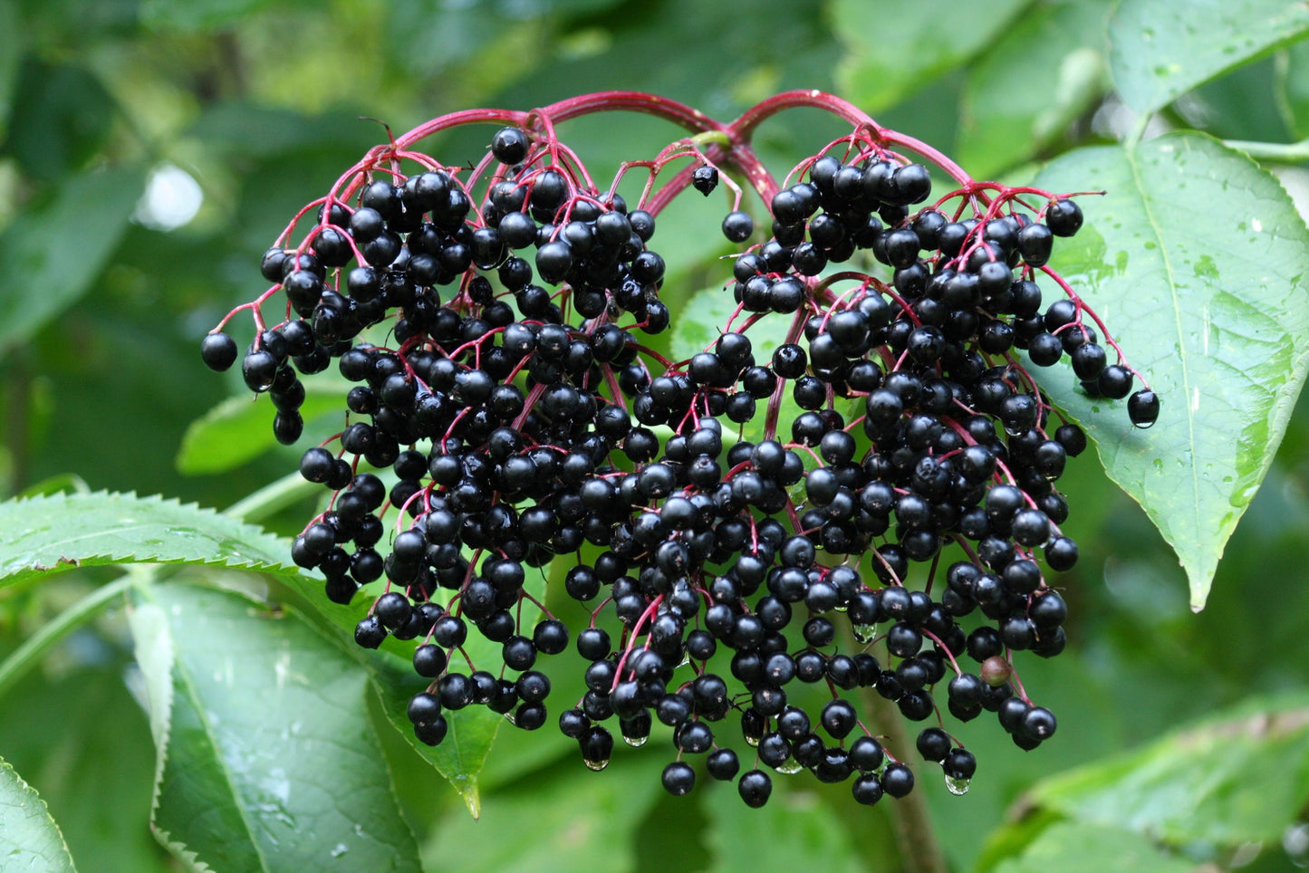 'Korsor' Elderberry Plants