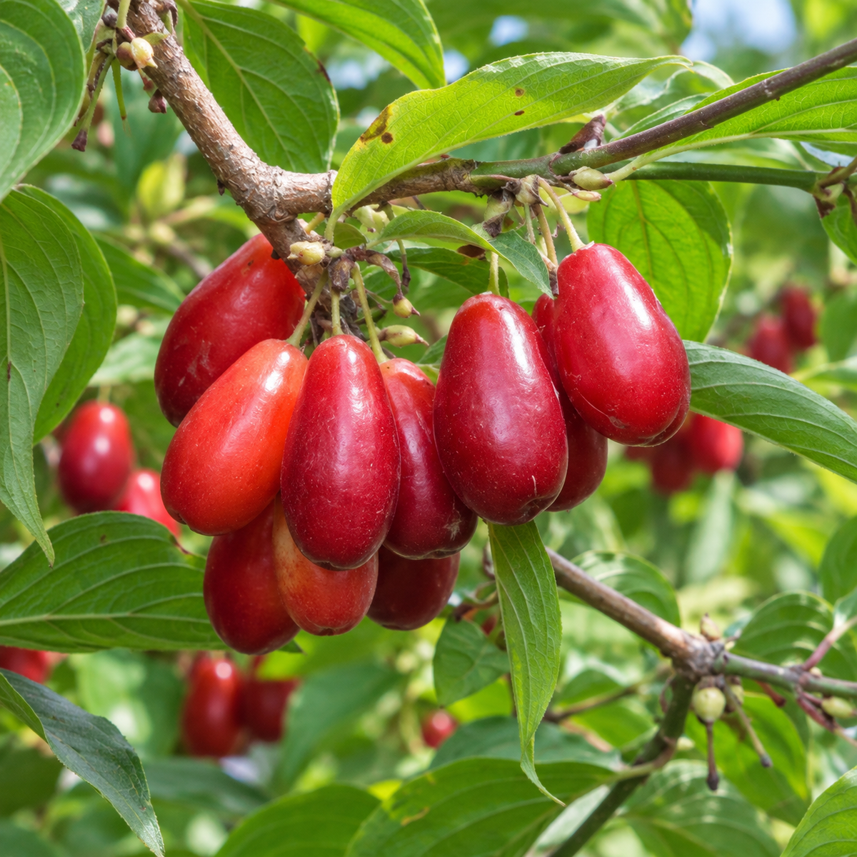 Exotica™ Cornelian Cherry
