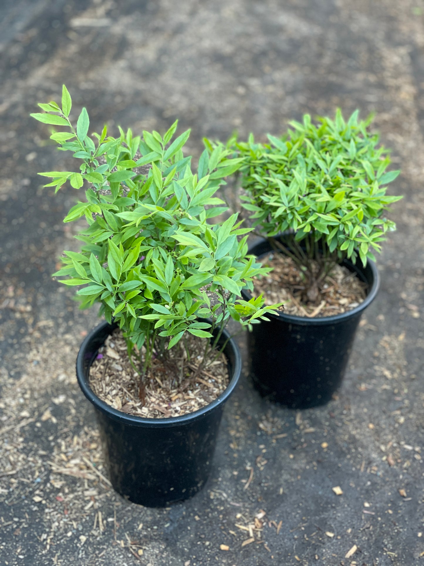 Wild Blueberry Plants