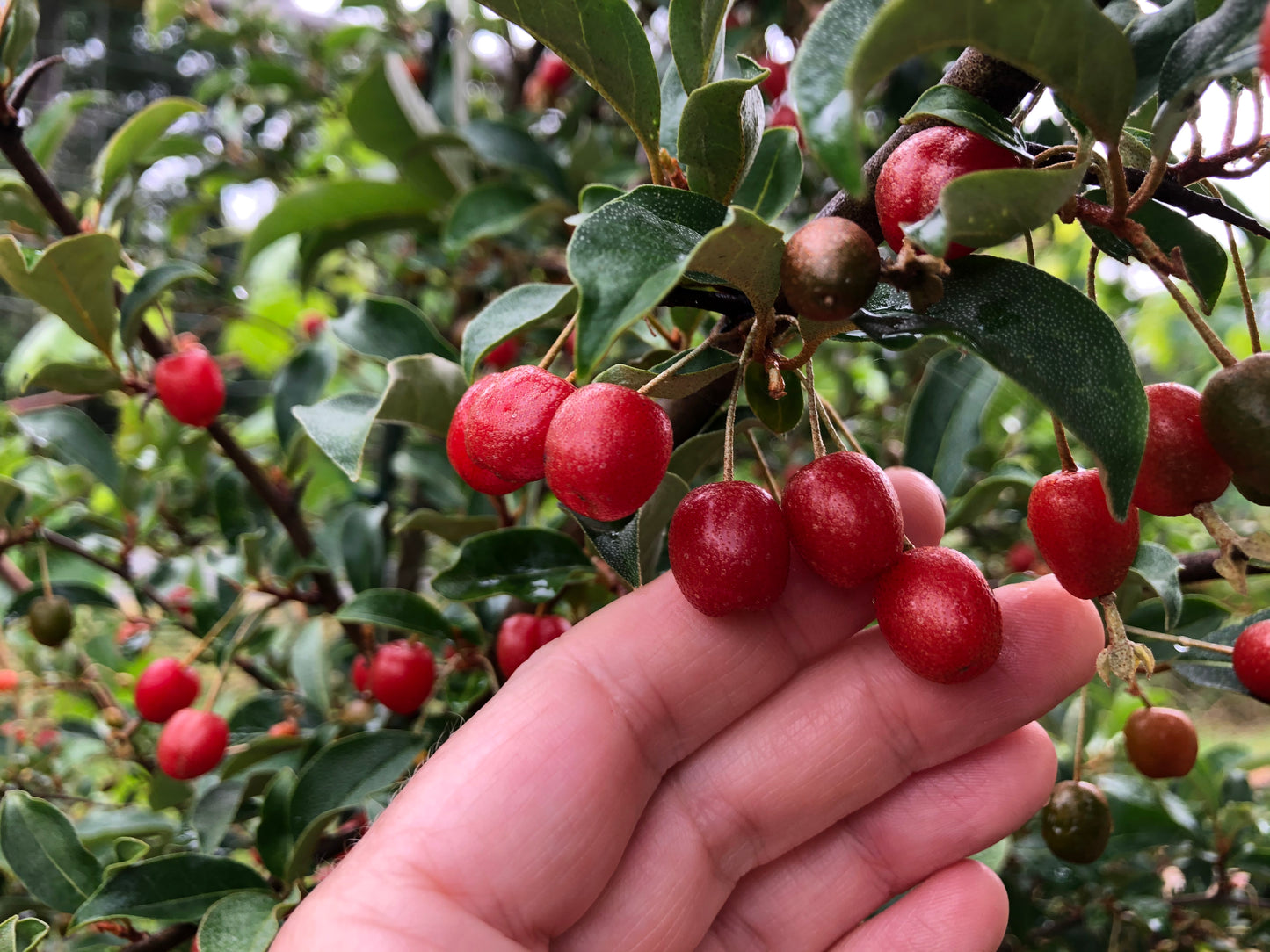 Goumi Berry Plants