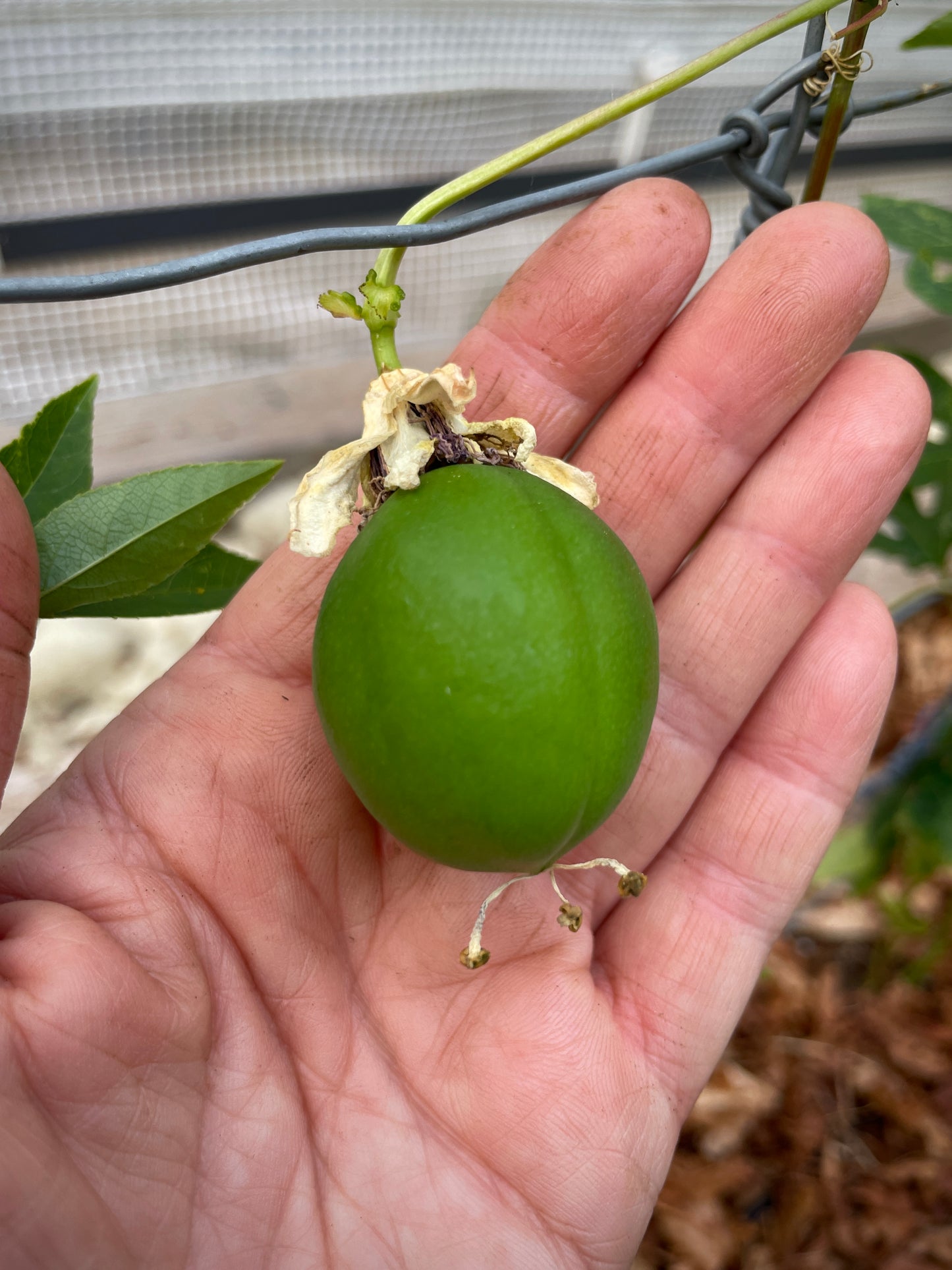 Cold-Hardy Passionfruit Seedling (Maypop)