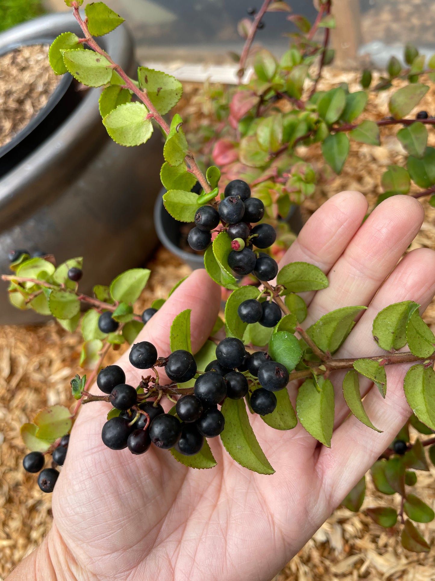 Evergreen Huckleberry Plants