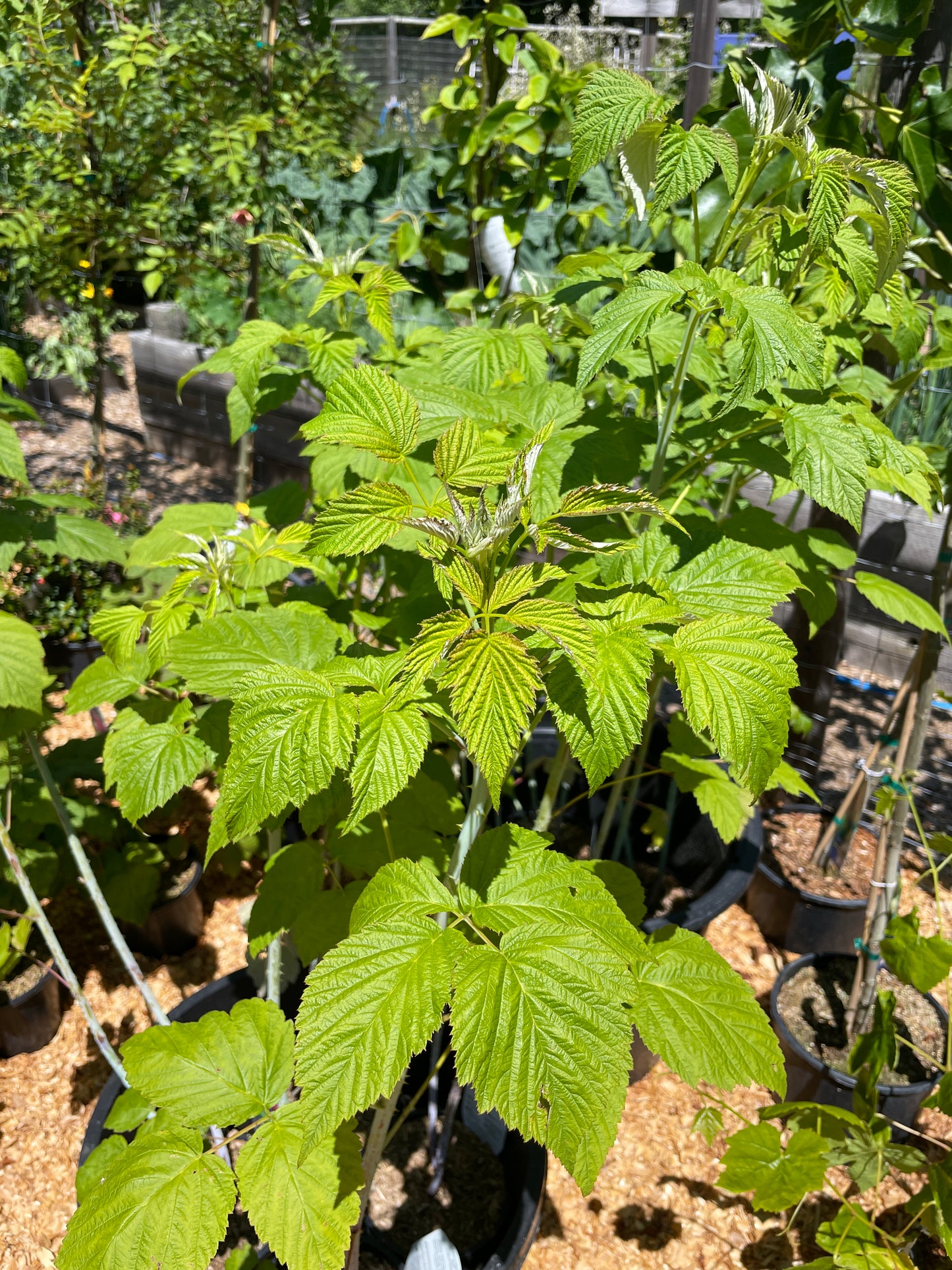 'Jewel' Black Raspberry Plants