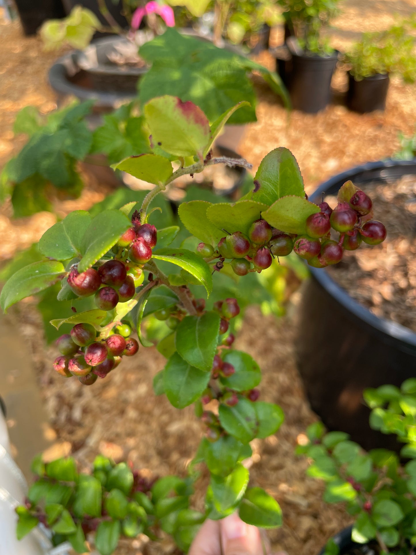 Evergreen Huckleberry Plants