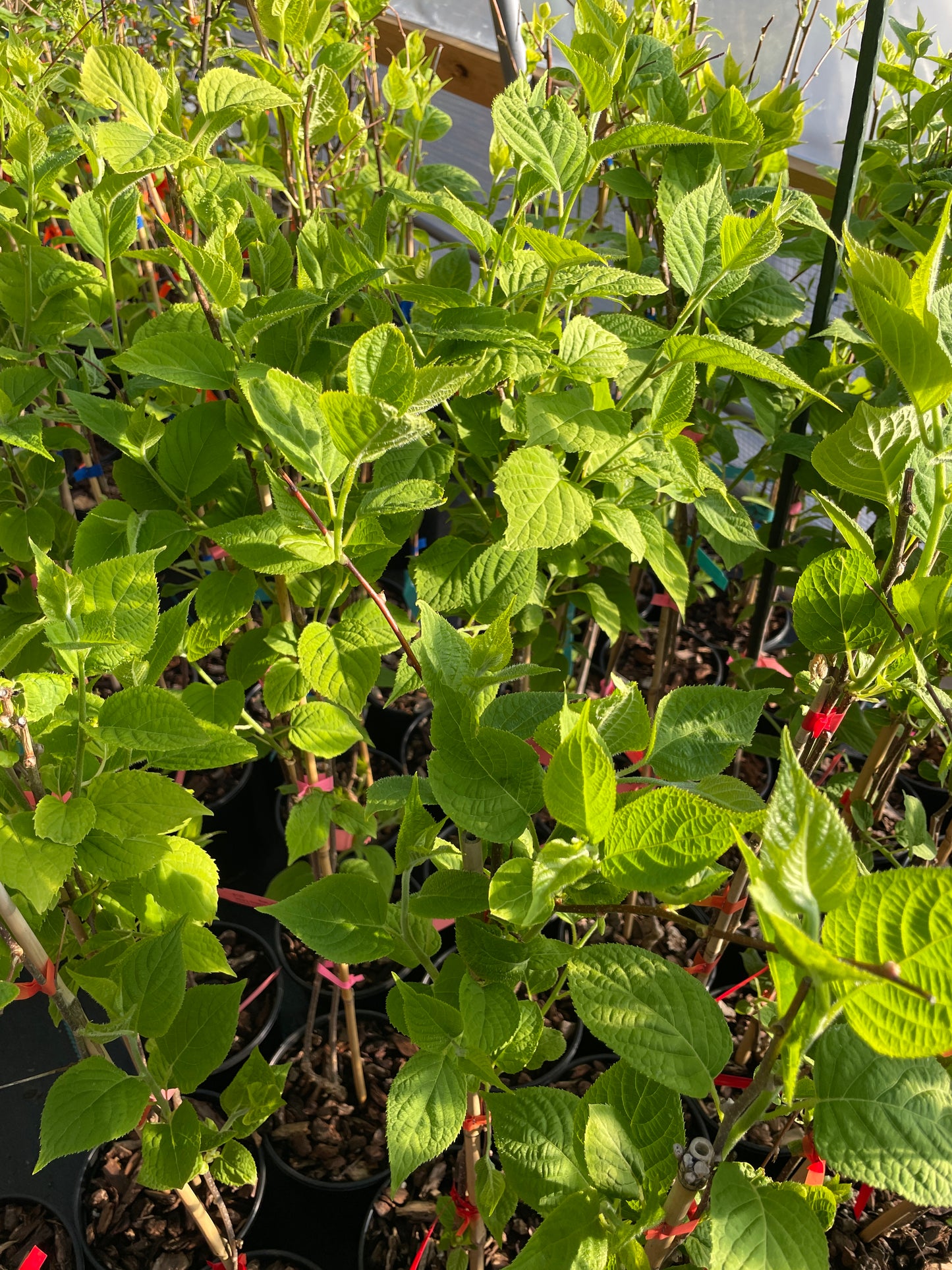 'Vera's Pride'™ Silver Vine Kiwi (Female)