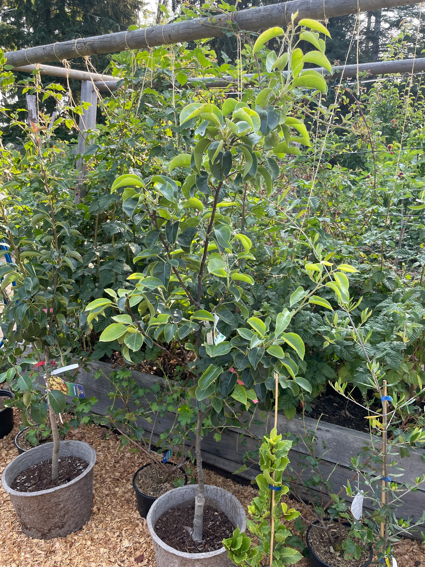 Asian Pear Trees