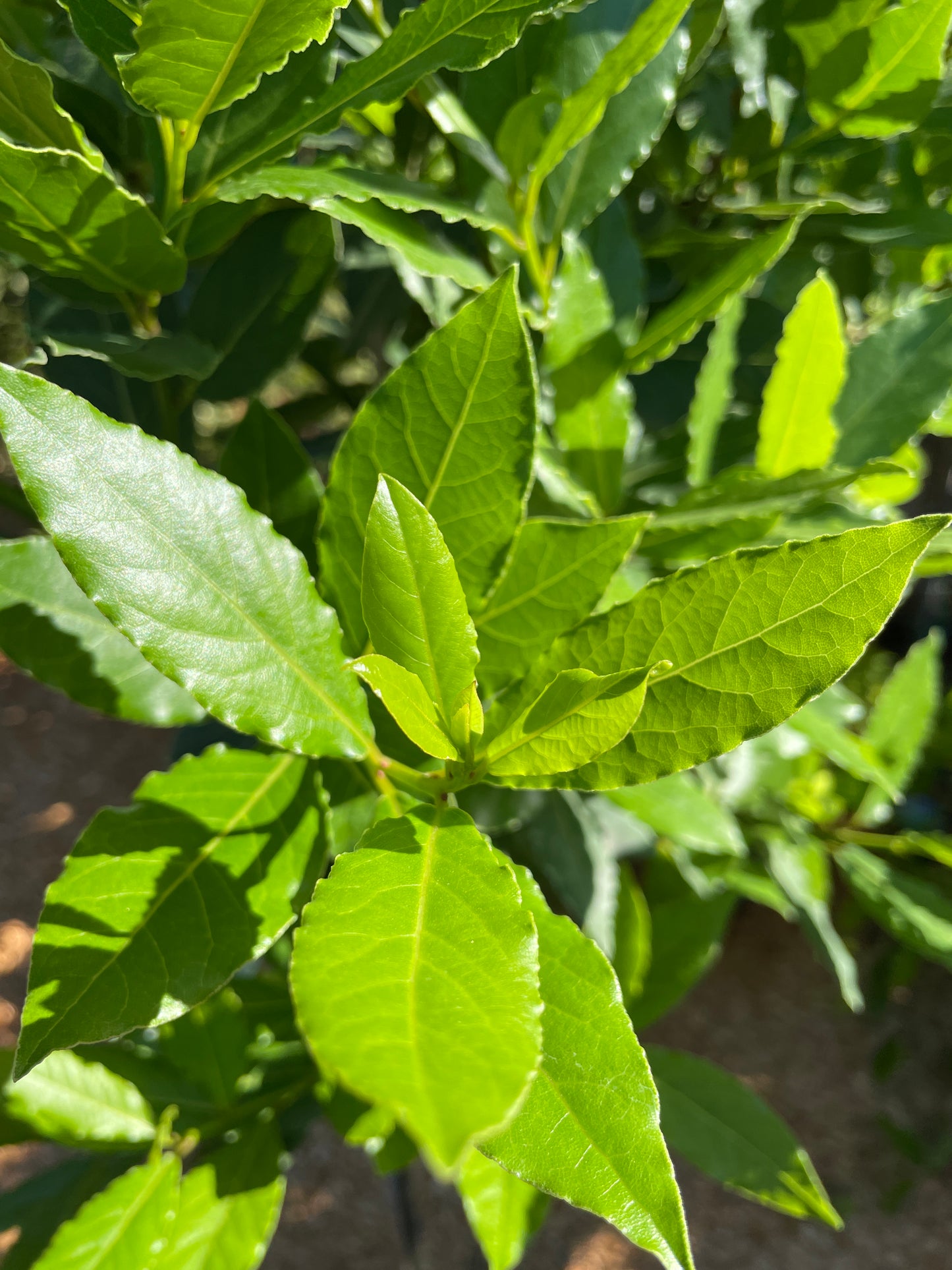 Bay Leaf Trees (Bay Laurel)