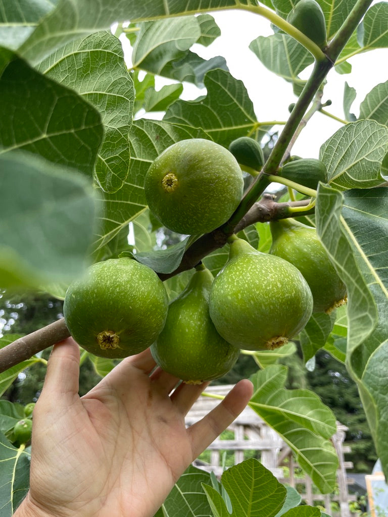 'Desert King' Fig