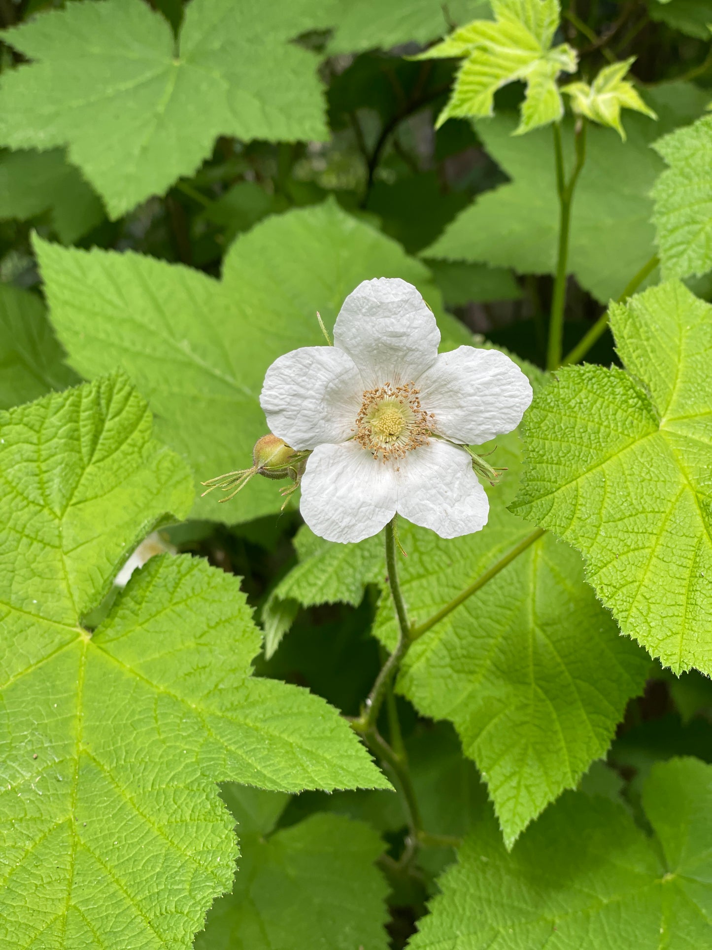 Thimbleberry Plants