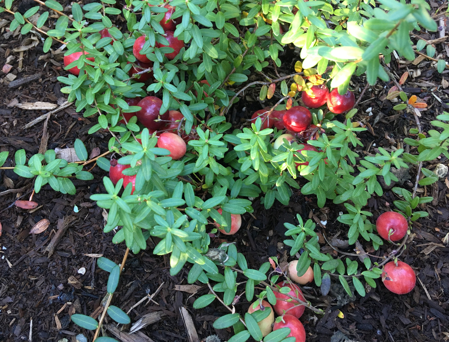 Cranberry Plants