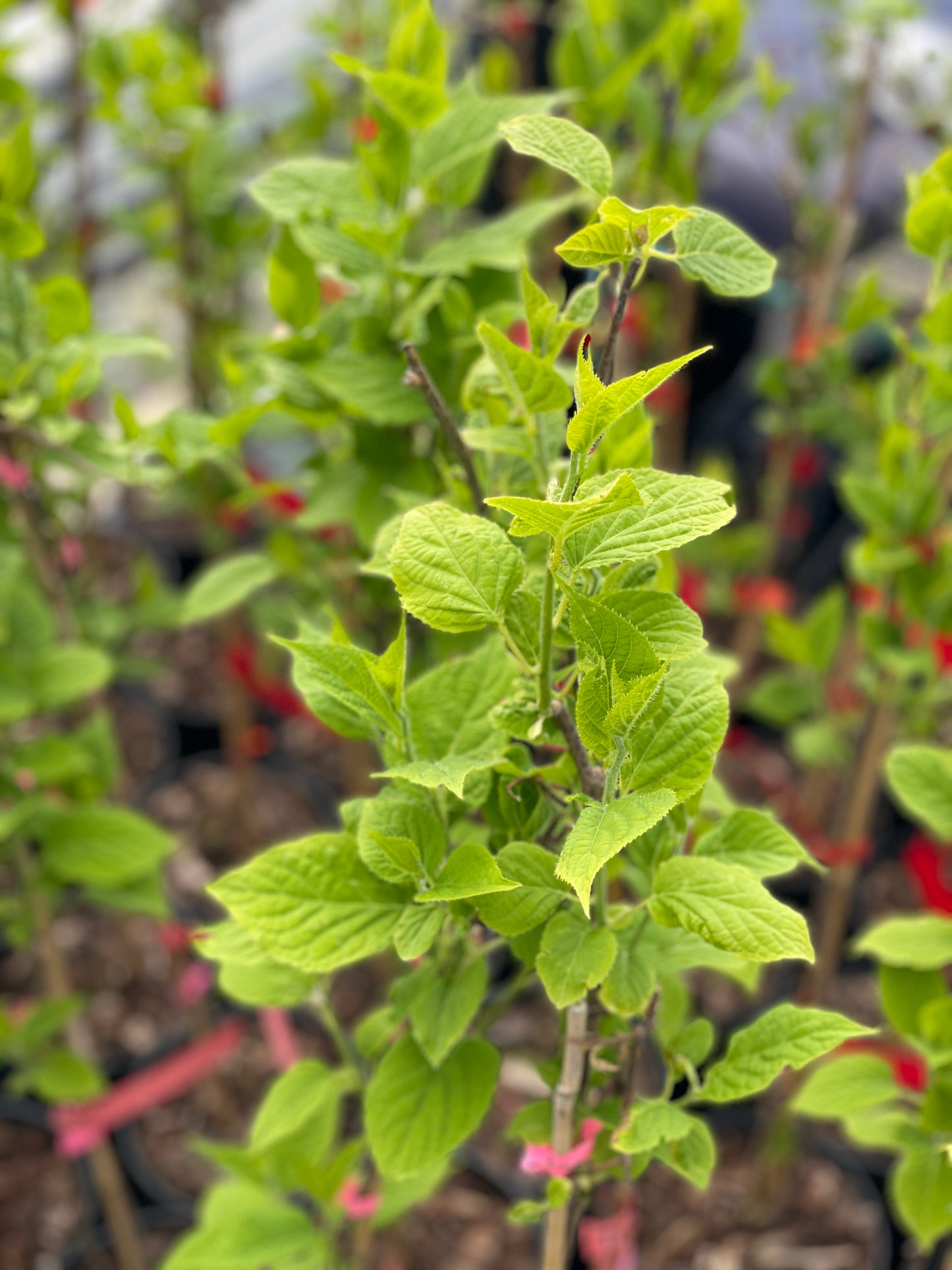 'Vera's Pride'™ Silver Vine Kiwi (Female)