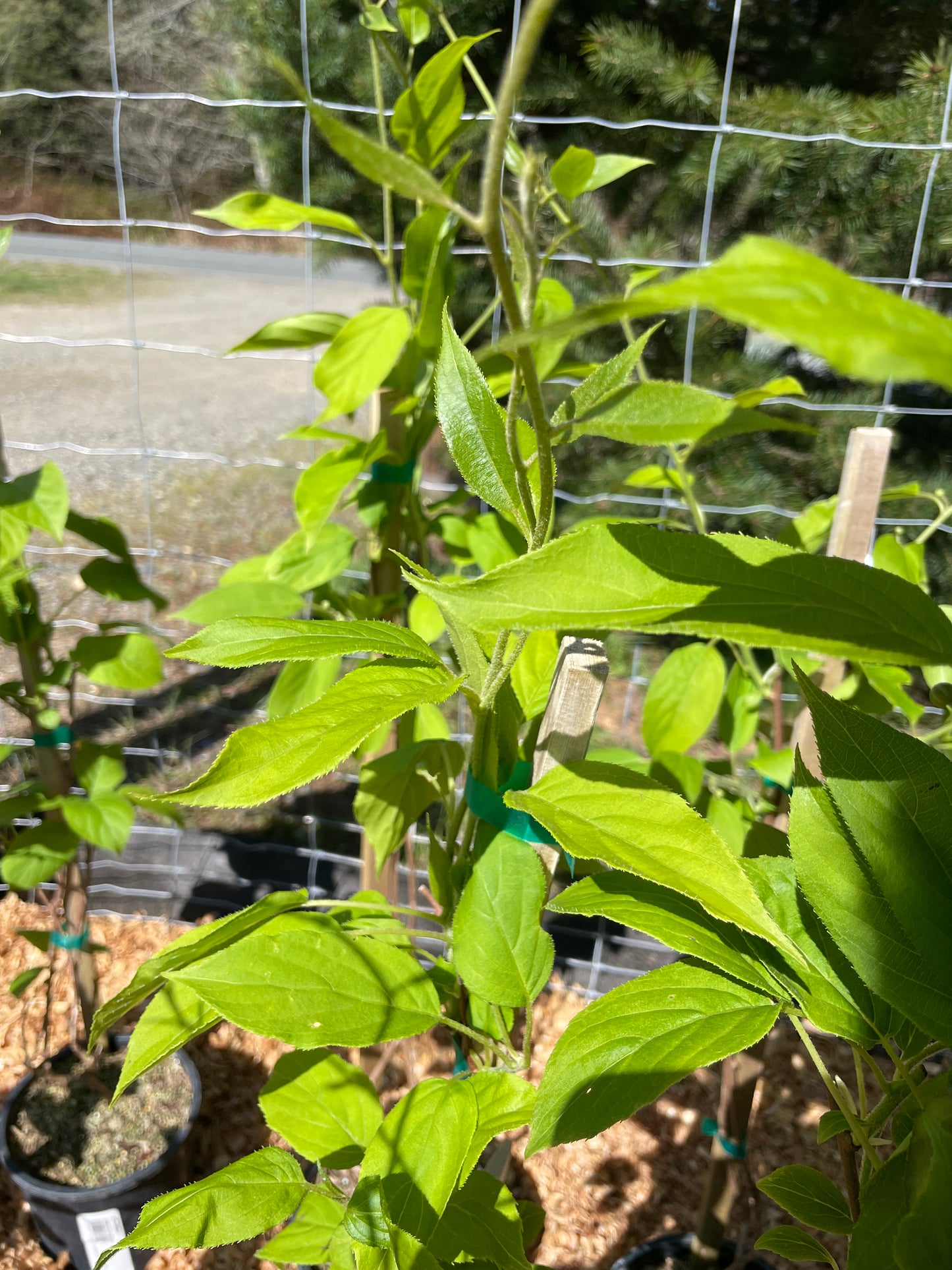 'Issai' Hardy Kiwi Vines